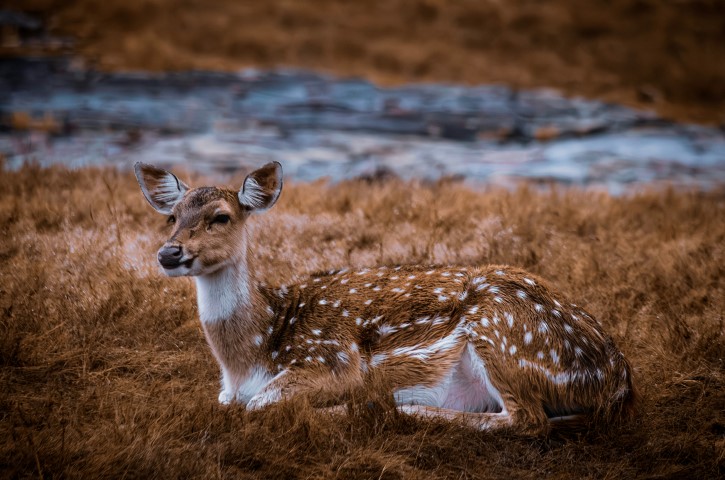 5 Days Rajasthan (Jaipur, Ranthambore)