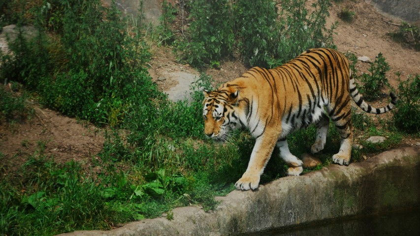 Thekkady