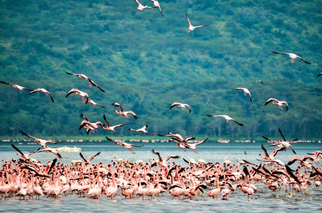 Most Popular Attractions in Lake Nakuru