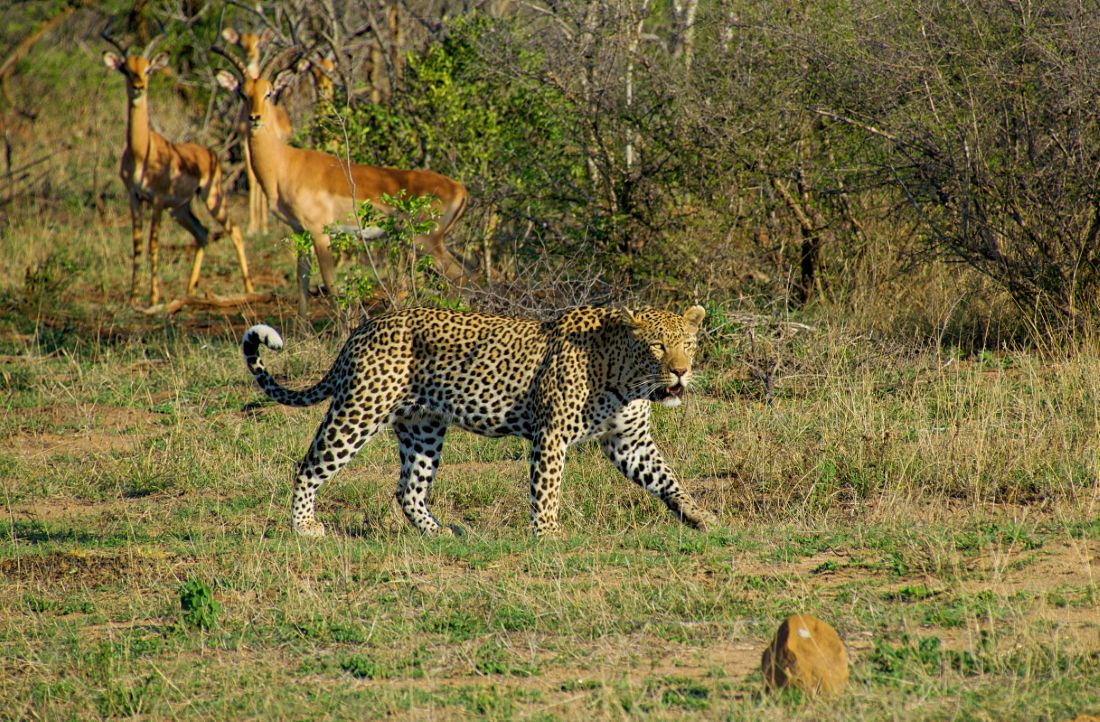Most Popular Attractions in Kruger National Park