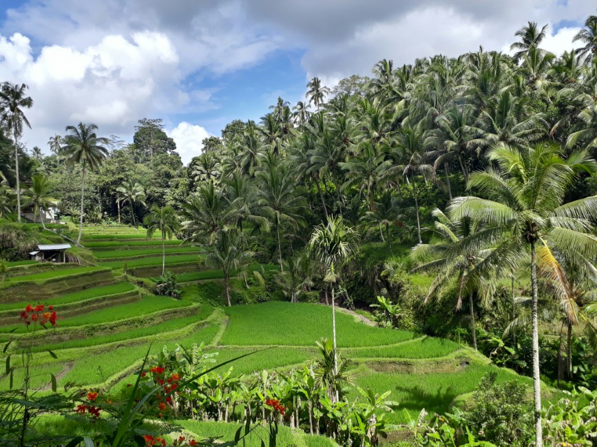 Must-have Experiences in Ubud