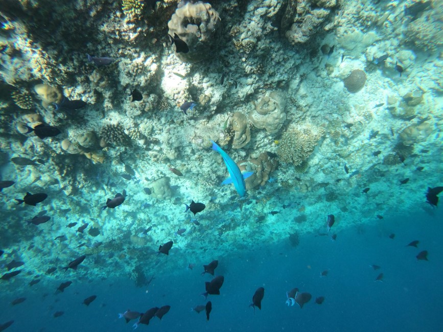 Essential Travel Tips while visiting Bali