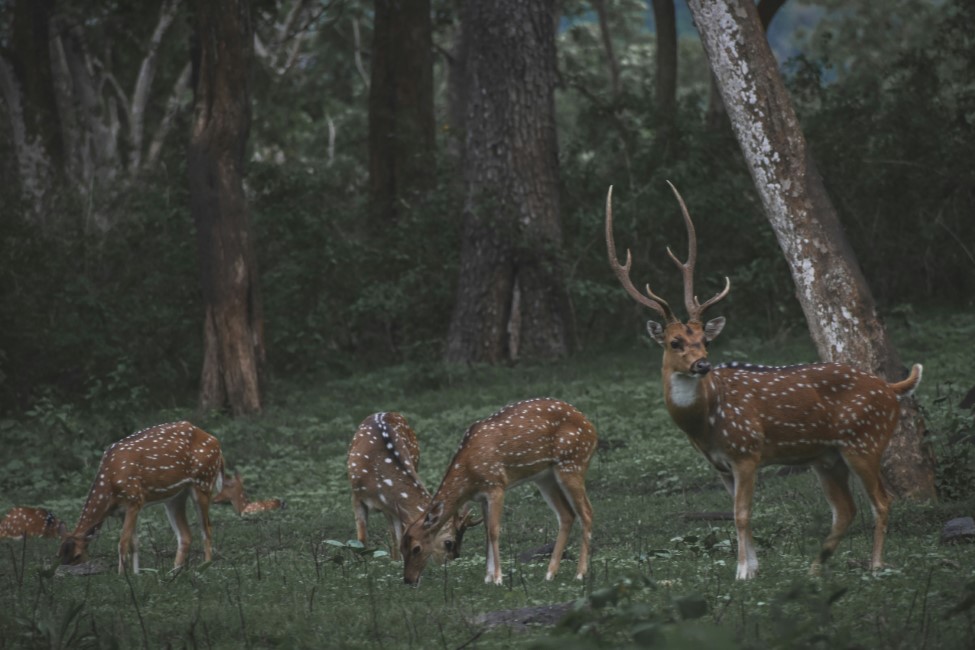 Kid-friendly Spots in Pahalgam
