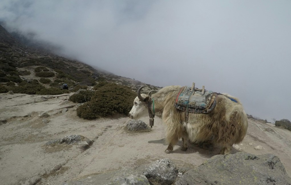 Must-have Experiences in Tso Moriri