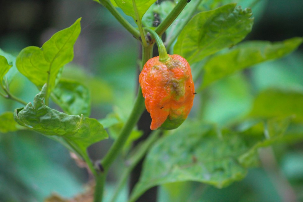 Must try Local Foods and Restaurants in Guwahati