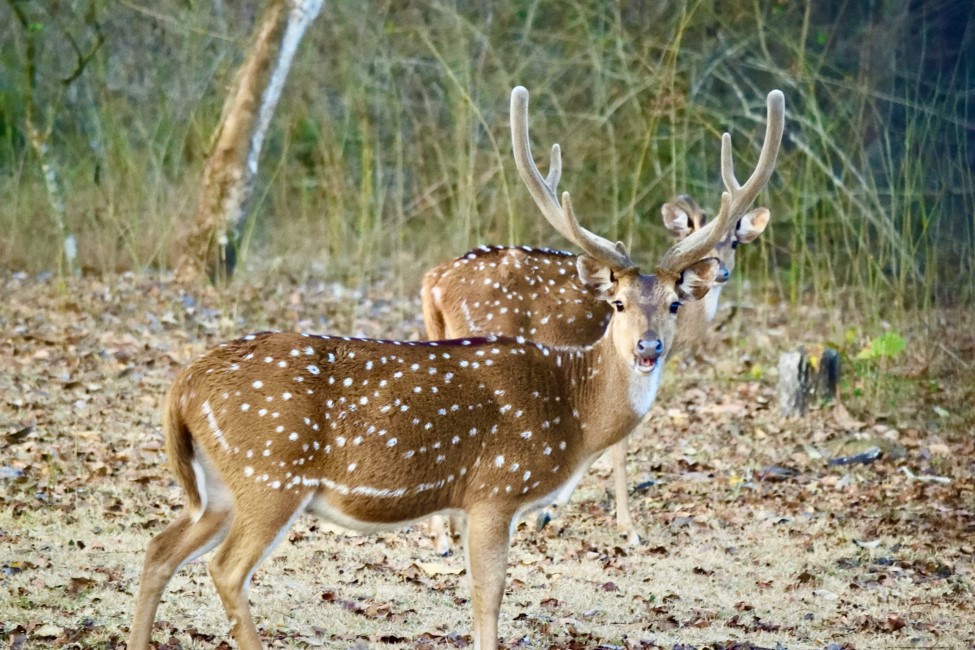 Most Popular Attractions in Nagarhole