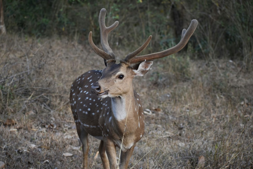 Most Popular Attractions in Bandipur National Park