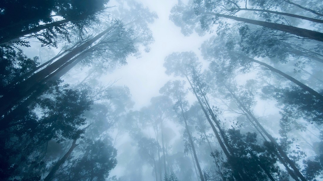Most Popular Attractions in Kodaikanal