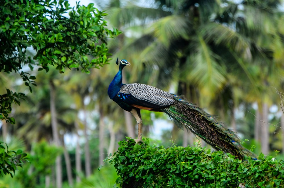 Romantic Spots in Thanjavur