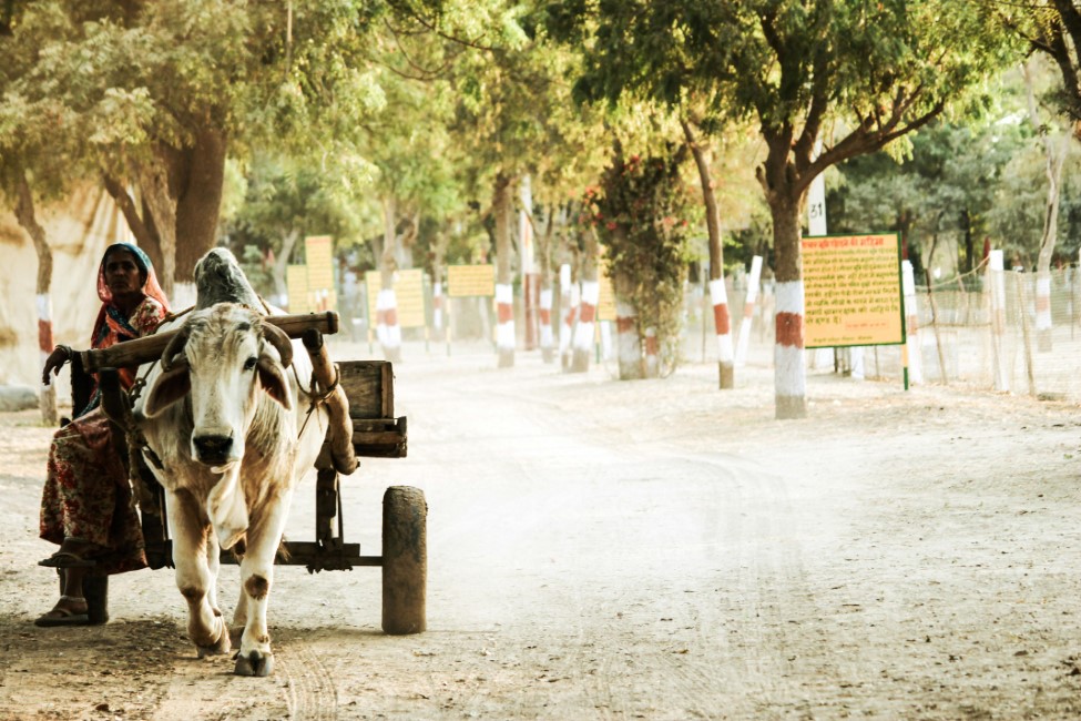 Adventure Activities in Bikaner