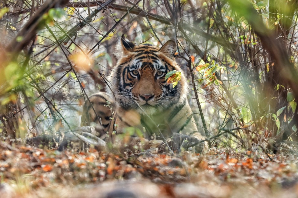 Most Popular Attractions in Ranthambore