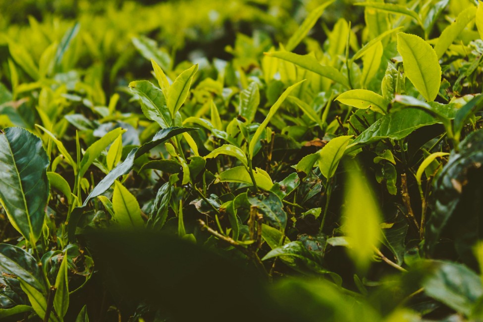 Must try Local Foods and Restaurants in Munnar