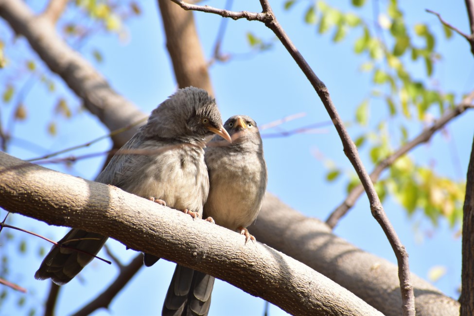 Romantic Spots in Sariska–Alwar