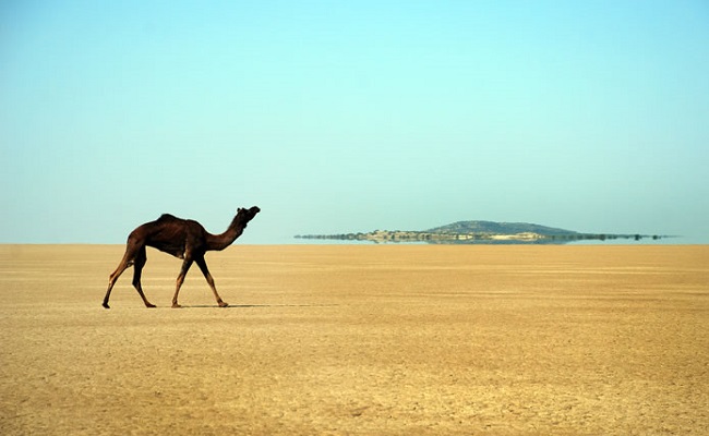 Little Rann of Kutch