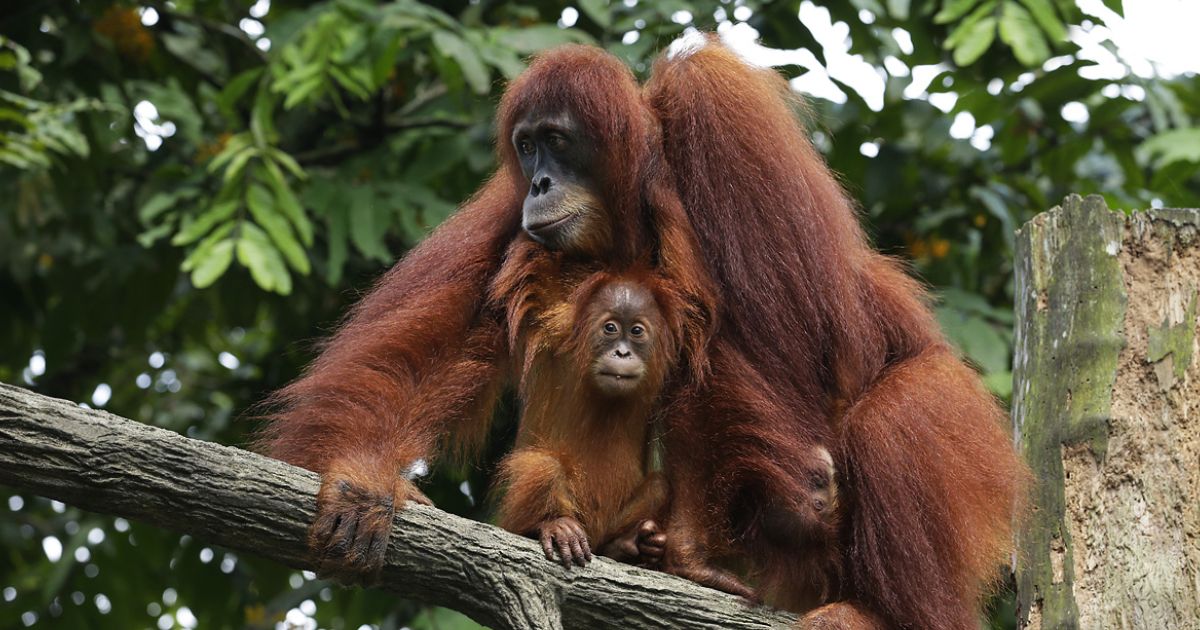 Singapore Zoo