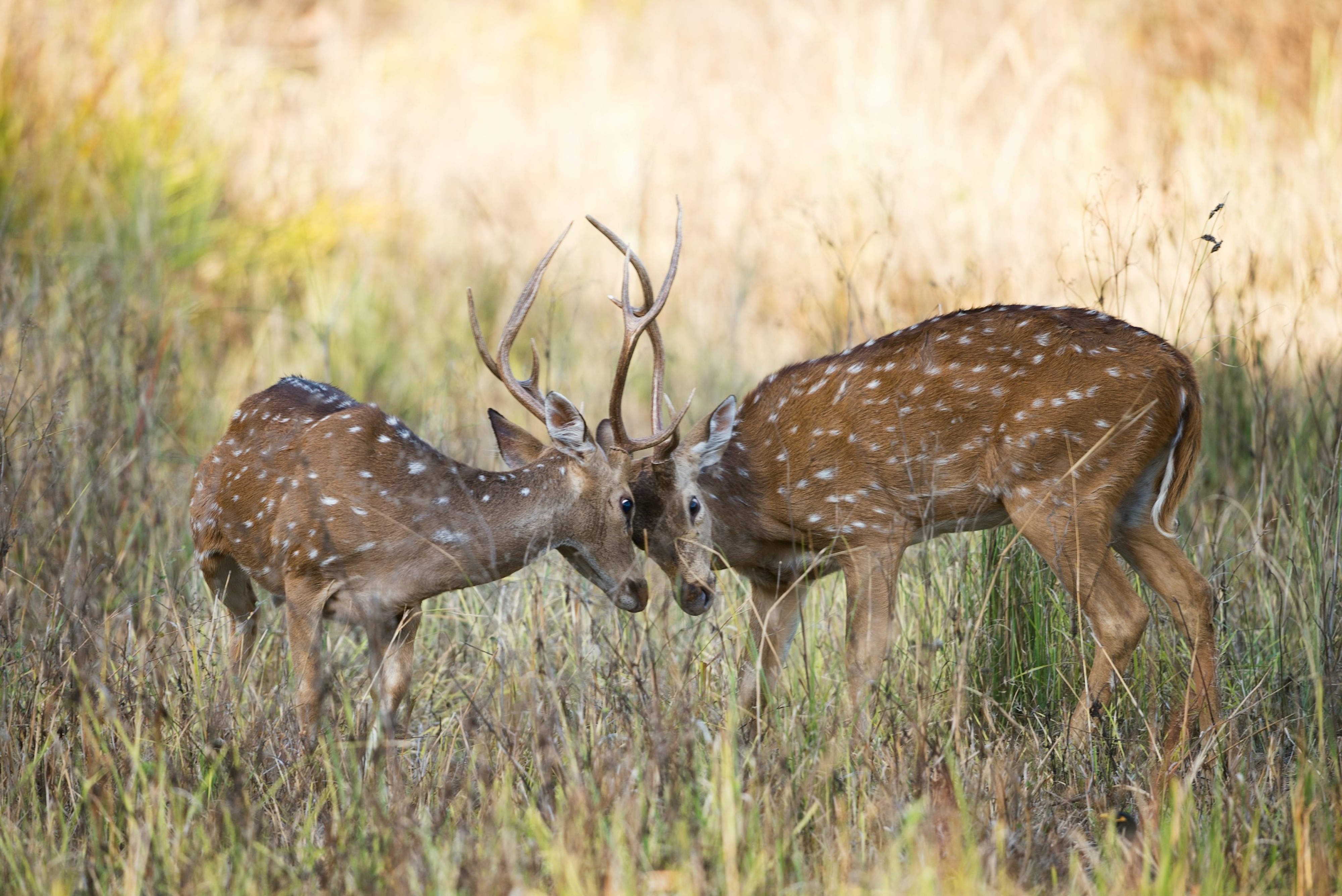 Kanha