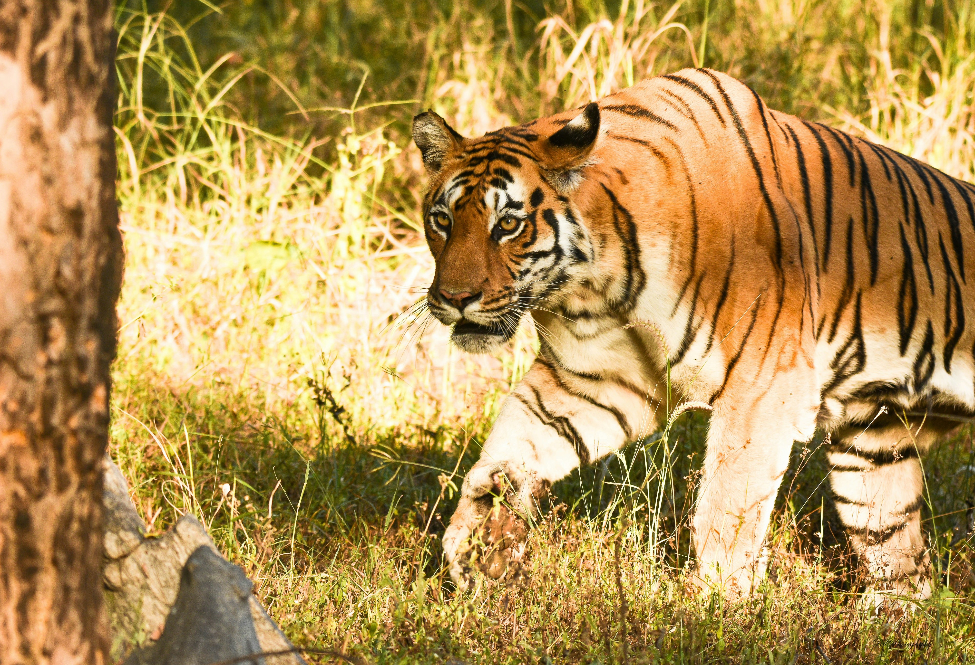 Pench