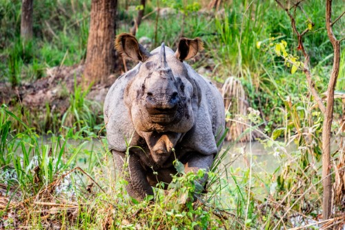 8 Days Nepal Tour (Nagarkot, Chitwan, Pokhara, Kathmandu)