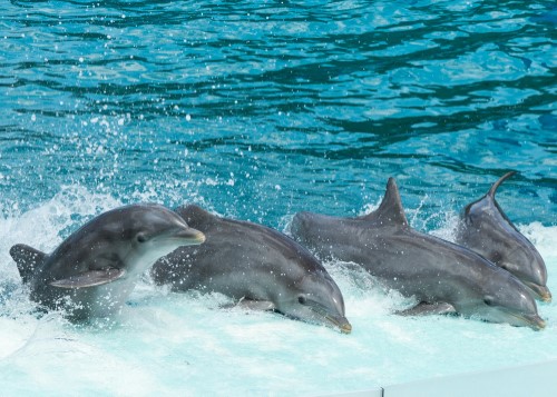 4 Days Oman Tour (Muscat﻿)