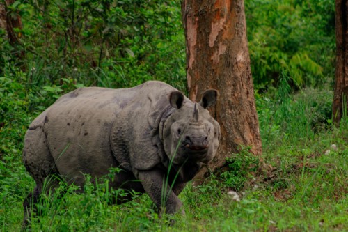 Assam - Meghalaya