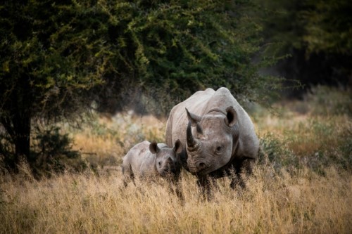11 Days Greatest of South Africa Tour (Cape Town, Garden Route, Durban, Kruger, Johannesburg)