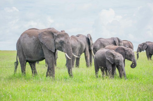 7 Days Assam Tour (Shillong, Kazirgana, Guwahati)