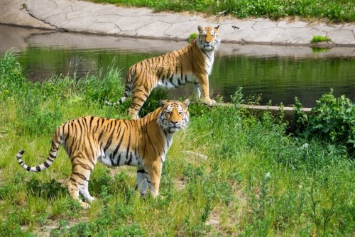Satkosia
