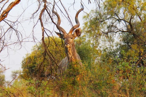 Mabula