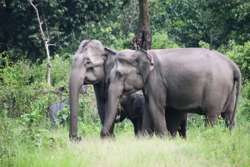 Manas National Park