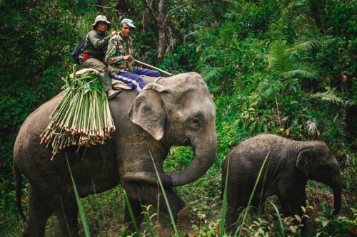 Chitwan National Park