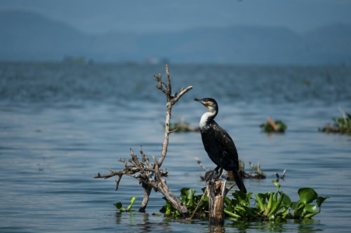 Lake Naivasha