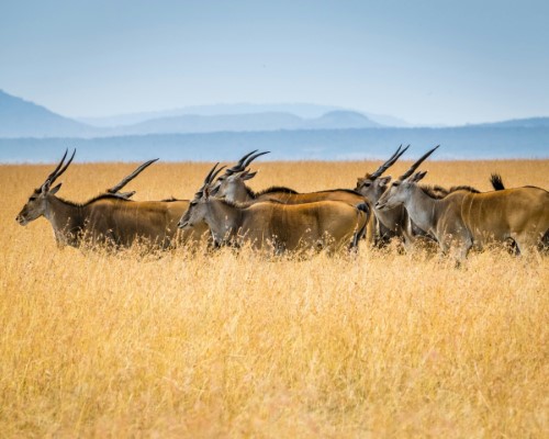 Maasai Mara National Reserve